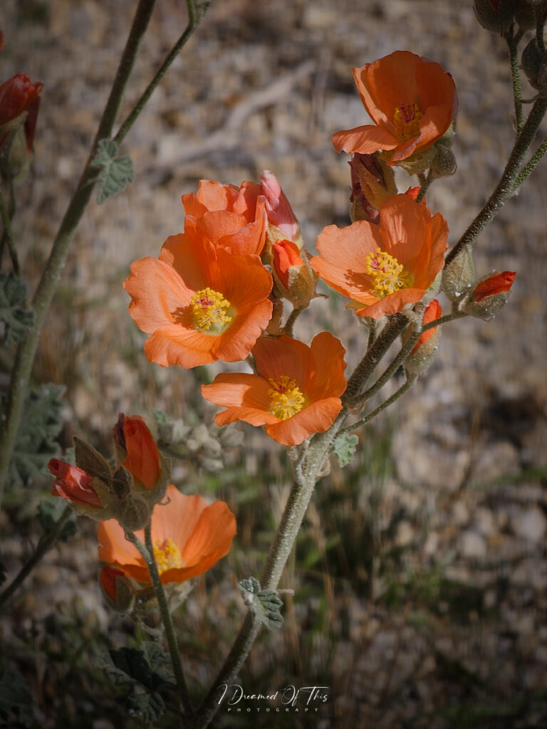 Alabama Hills Wildflowers