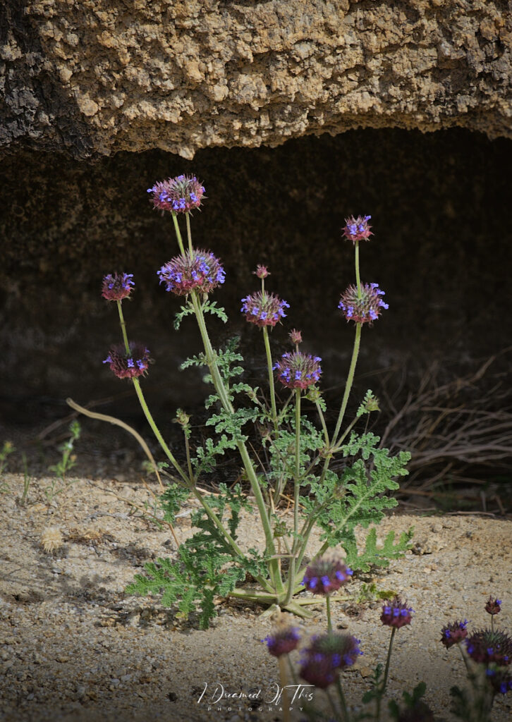 Alabama Hills Wildflowers in Spring bloom