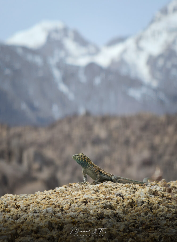 Desert Wildlife