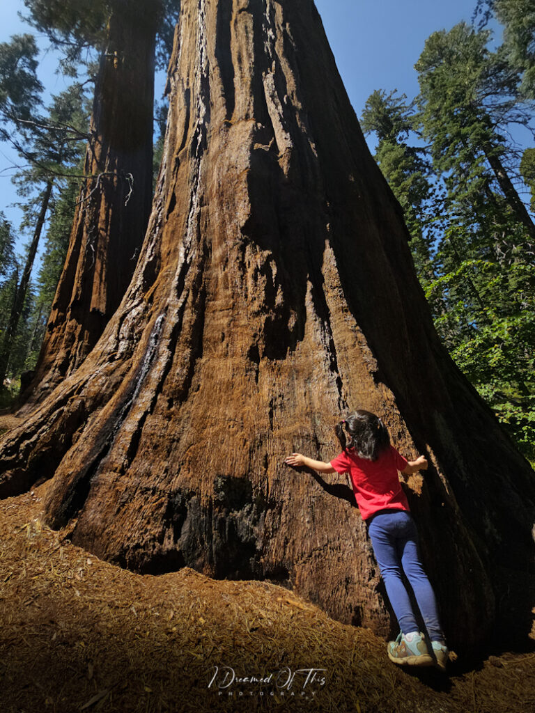 Giant Sequoia Tree circumference 