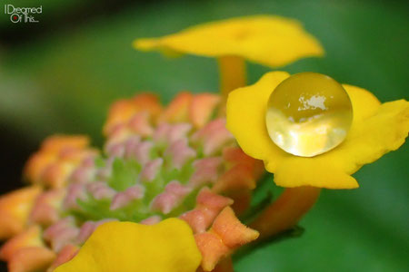 Beautiful flower water drop macro shot with the TG-3 - ©Nathan Allen via @idreamedofthis