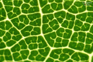 A Microscopic Shot of a Leaf (Olympus TG-4 Macro Sample Photos)