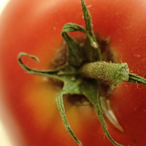 Tomato macro - TG-3 - ©Nathan Allen via @idreamedofthis