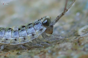 A Sea Creature in Boracay - Philippines (Olympus TG-4 Macro Sample Photos)