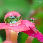 Water Drop macro on the TG-3 - ©Nathan Allen via @idreamedofthis