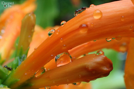 Water drops on a flower - TG-3 - ©Nathan Allen via @idreamedofthis