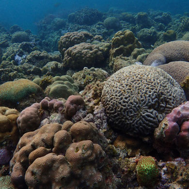 Brain Coral While Diving and Snorkeling in Anini-y, Antique - Philippines (Olympus TG-4 Sample Photos)