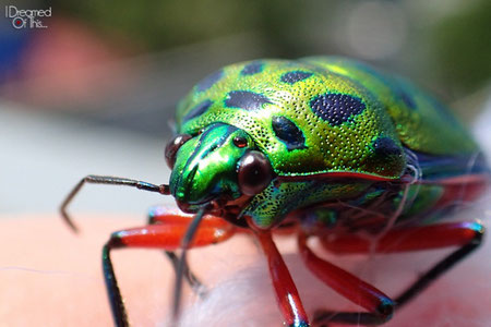 Colorful Beetle @ Boracay, Philippines (Olympus TG-4 Macro Sample Photos)