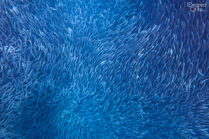 Moalboal's Underwater Kingdom - A Diving Paradise in the Philippines