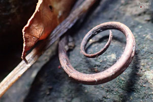 A Curled up Leaf in Anini-y, Antique - Philippines (Olympus TG-4 Macro Sample Photos)