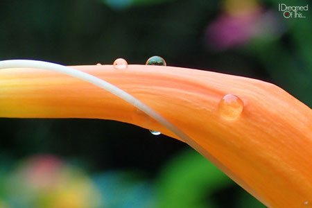 Tiny Water Drops on a Flower @ Boracay, Philippines (Olympus TG-4 Macro Sample Photos)